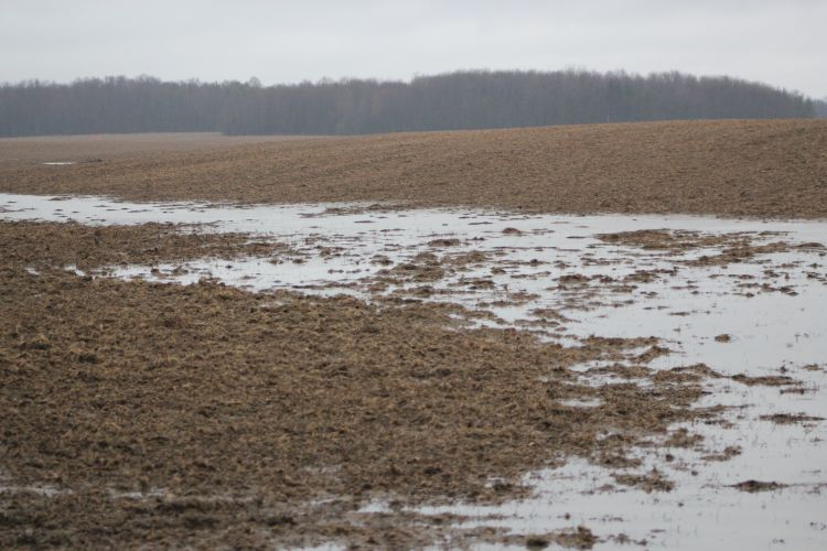 Flooded field