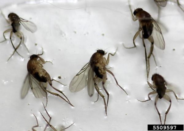 Phorid flies, Whitney Cranshaw, Colorado State University, Bugwood.org