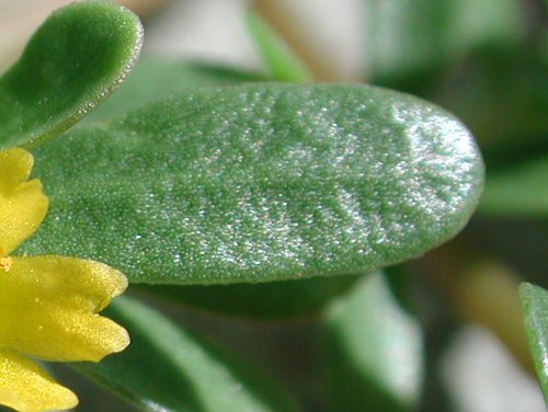  Common Purslane2.jpg 