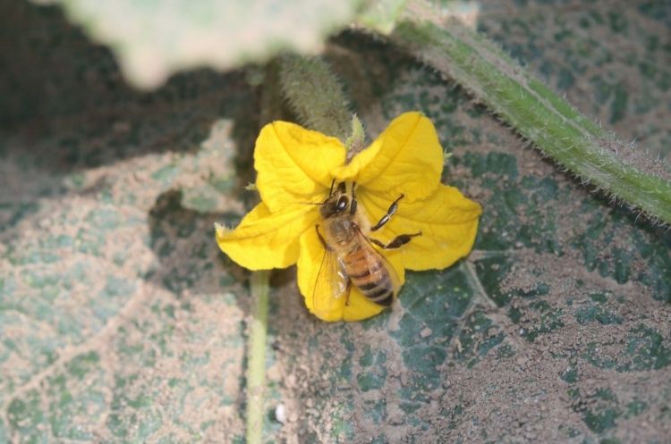 Honey bee on cucumber