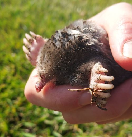 A hand holding an eastern mole.
