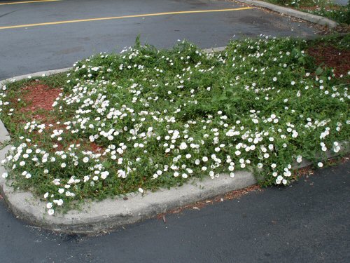 field bindweed5.jpg