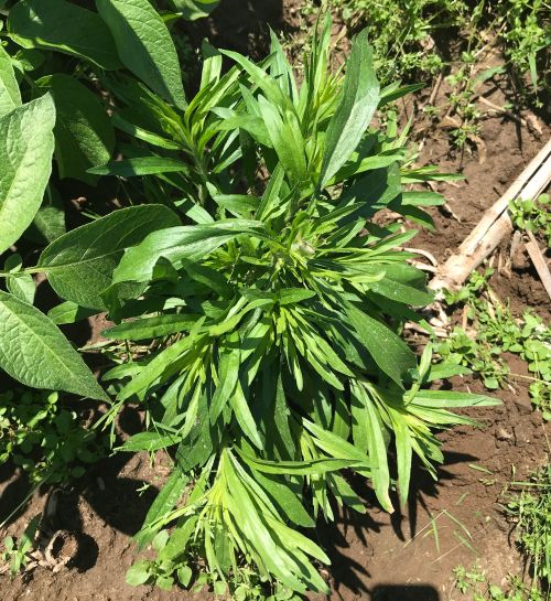 bushy weed growth