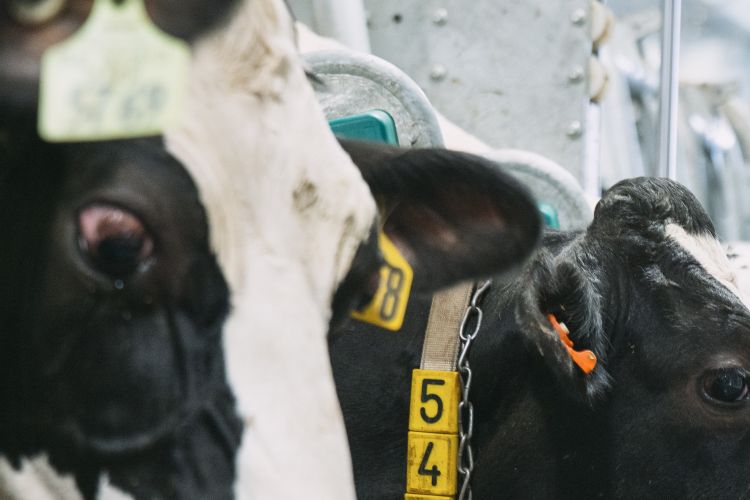 black and white cows in a headgate