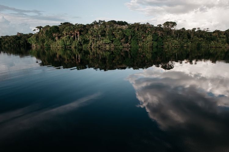 Forests on the river close to water tables in Caxiuana, Brazil.