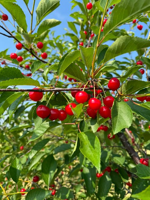 Bunches of tart cherries.