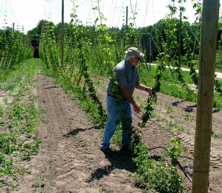 Scouting is an important part of integrated pest management. Photo by Erin Lizotte, MSU.