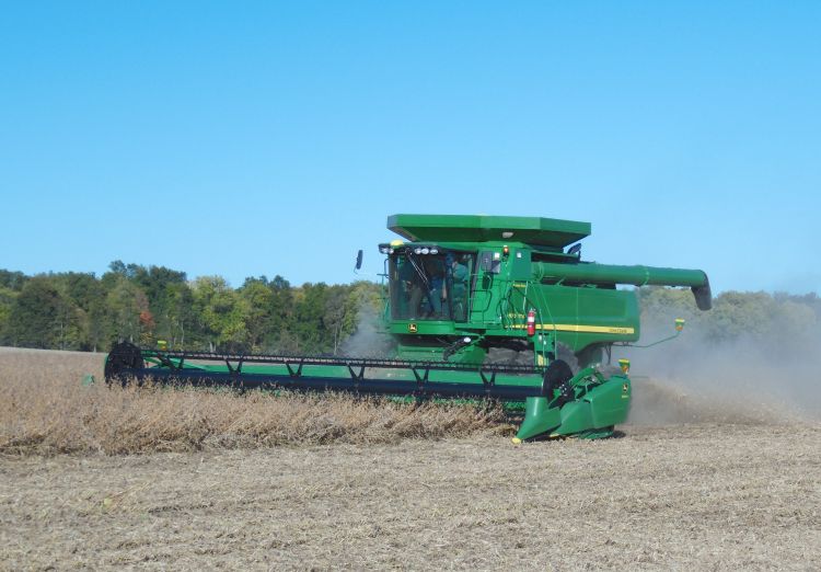 Soybean plants coming up from the ground.