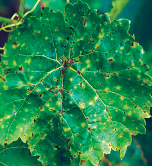  An infected leaf. 