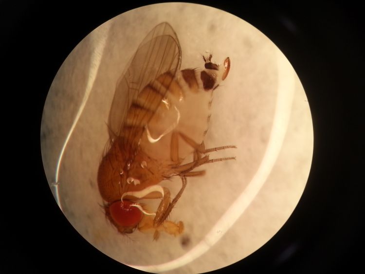 A spotted wing drosophila under a microscope.