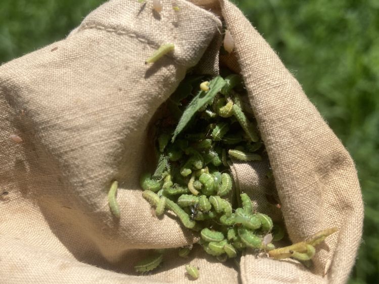Numerous alfalfa weevil larvae collected in a sweep net are visible among alfalfa leaves and stems.