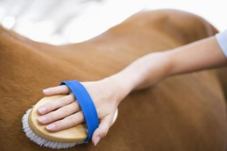 A hand grooming a horse with a brush