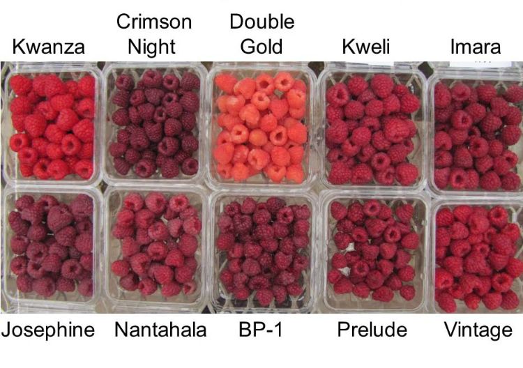 Primocane fruit from Southwest Michigan Research and Extension Center, September 2016.