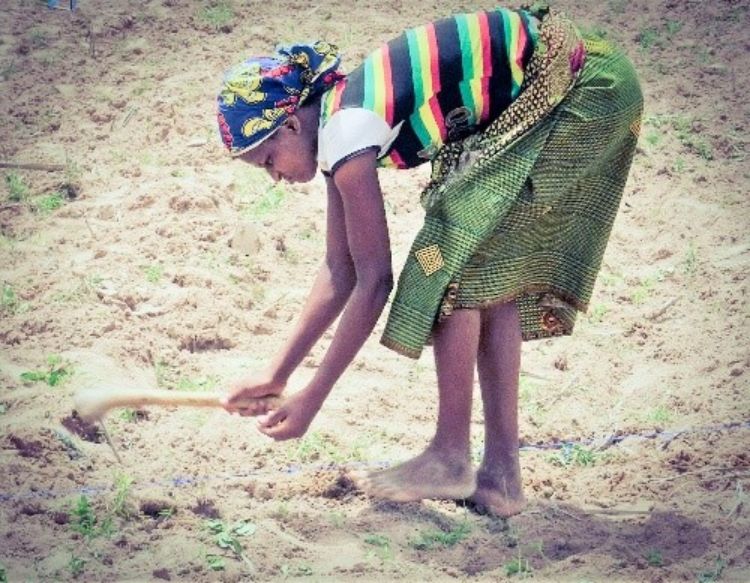 Mechanized planting will reduce the drudgery of hand planting for women and children.