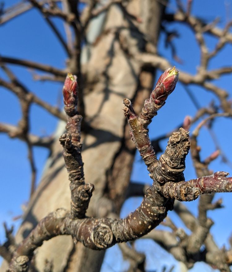 Gala buds at green tip.