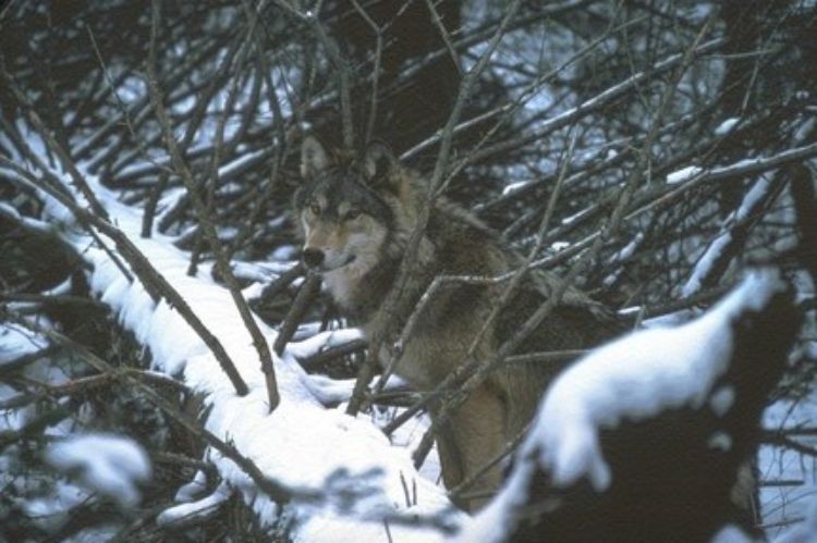 A photo of a woof standing in the woods