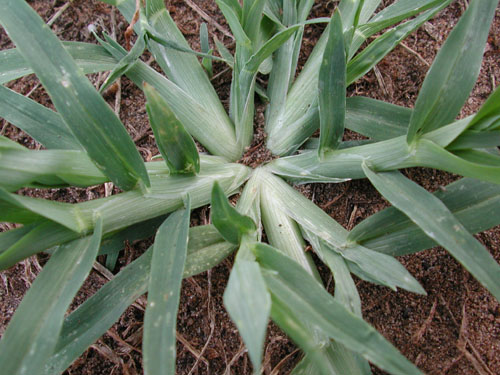  goosegrass2.jpg 