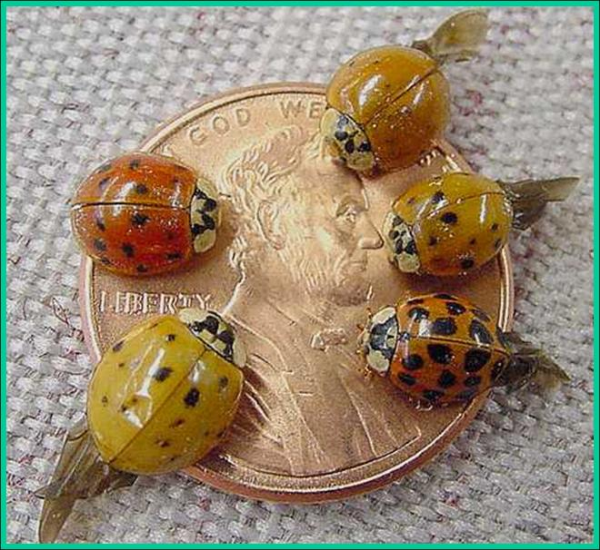 Multicolored Asian Lady beetle