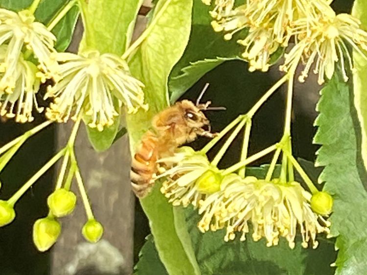 A honey bee on a flower.