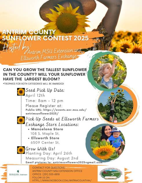 Antrim County Sunflower Contest 2025. Hosted by Antrim County MSU Extension and Ellsworth Farmers Exchange. Can you grow the tallest sunflower in the county? Will your sunflower have the largest bloom? Trophies for both categories will be awarded!