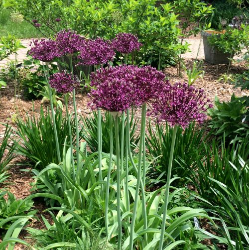 Allium ‘Miami’