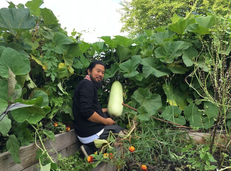 Shane harvesting an opo squash in his backyard garden.