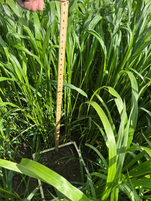 A dense stand of tall green sorghum-sudangrass growing in a field, with a wooden ruler held vertically among the plants to measure their height; the base of the ruler sits on bare soil within a small square frame, and the grass blades extend well above mid-ruler.