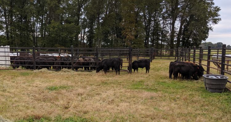 Cows in the grass.