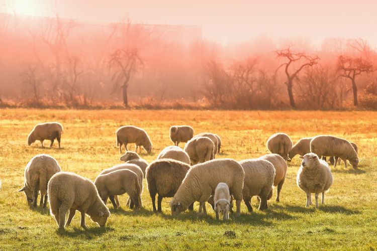 Sheep on pasture.