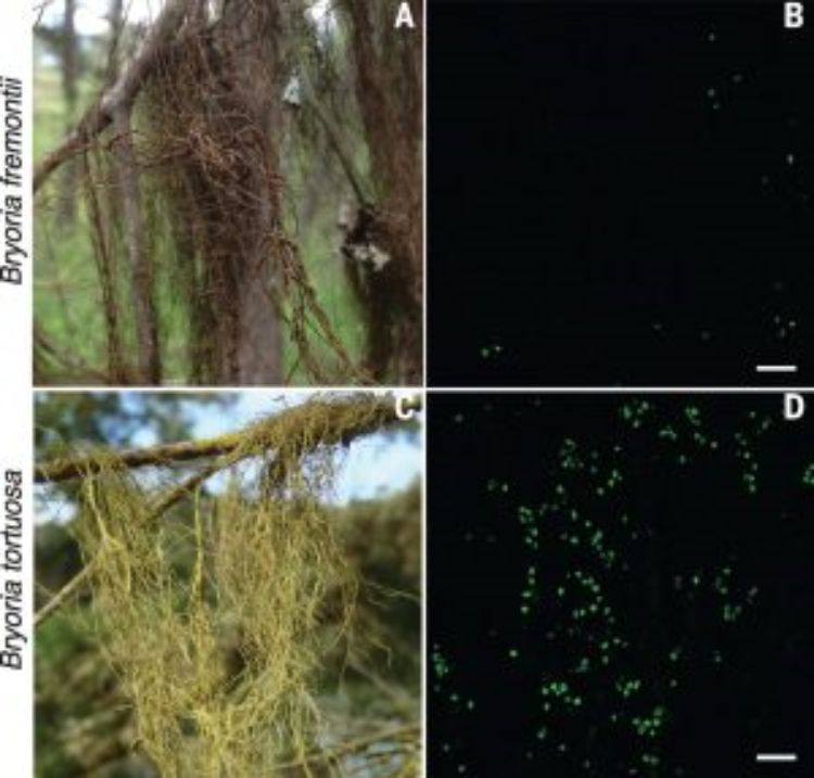 Showing the presence of the yeast cells in B. tortuosa in green florescence and the yellow phenotype attributed to the yeast.