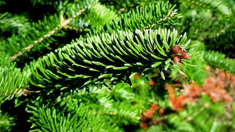 A branch of an evergreen tree