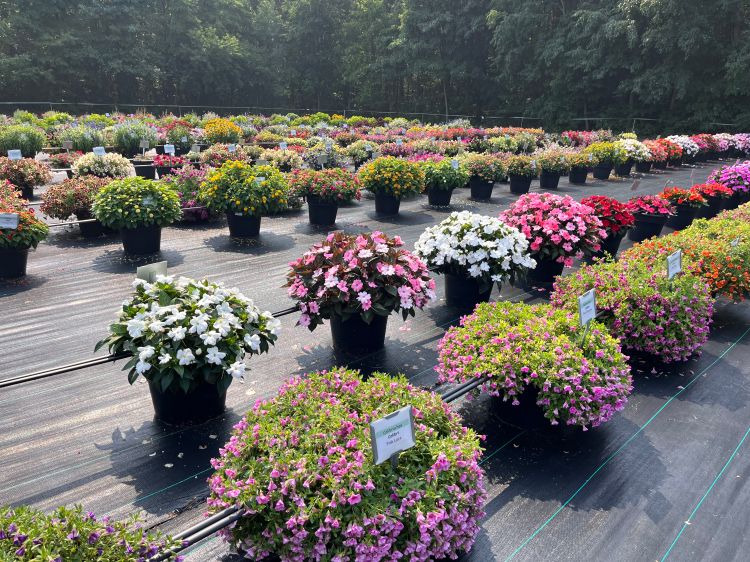 Trial garden with rows of large black containers filled with colorful flowering plants, including pink, white, yellow, orange, and purple varieties, arranged on black ground covering.