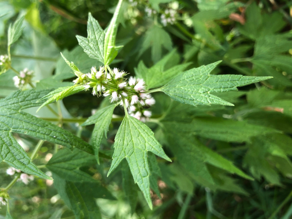 Motherwort plant