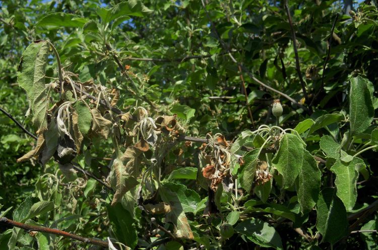 Multiple flower clusters have collapsed from fire blight.