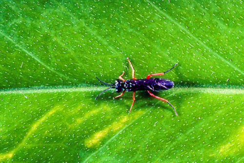  Adult is bluish-black with red legs. 