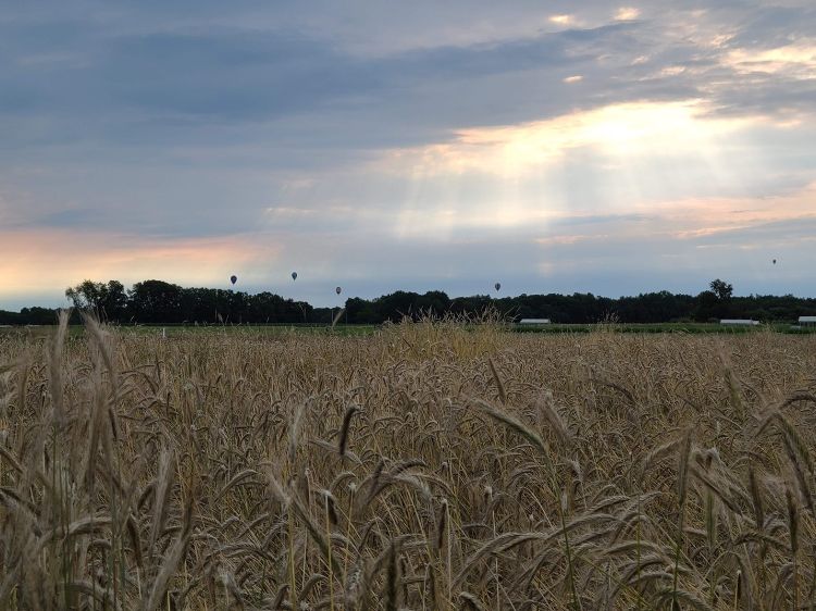 Cereal rye variety trials.