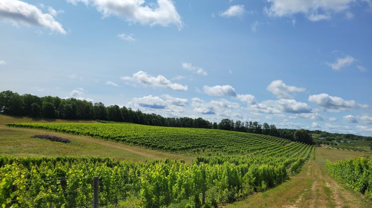 A grape vineyard.