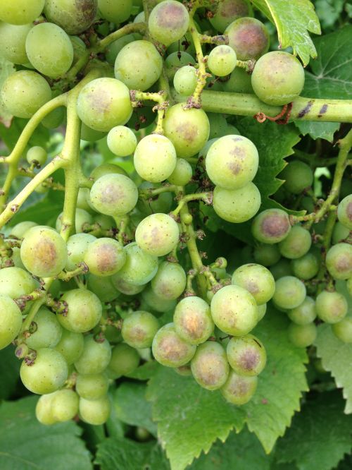 Sunscald on Chambourcin berries. This symptom sometimes occurs when leaf removal or shoot positioning happens before very hot, sunny weather. All photos by Brad Baughman, MSU Extension