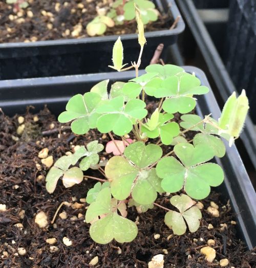 A mature yellow woodsorrel