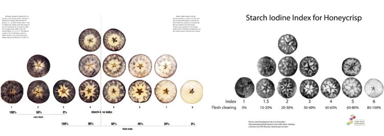 Starch Charts