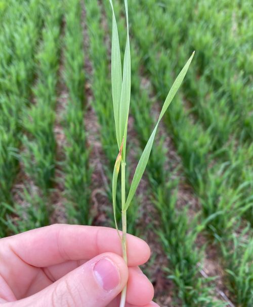 A hand holding up a wheat blade with a wheat field in the background.