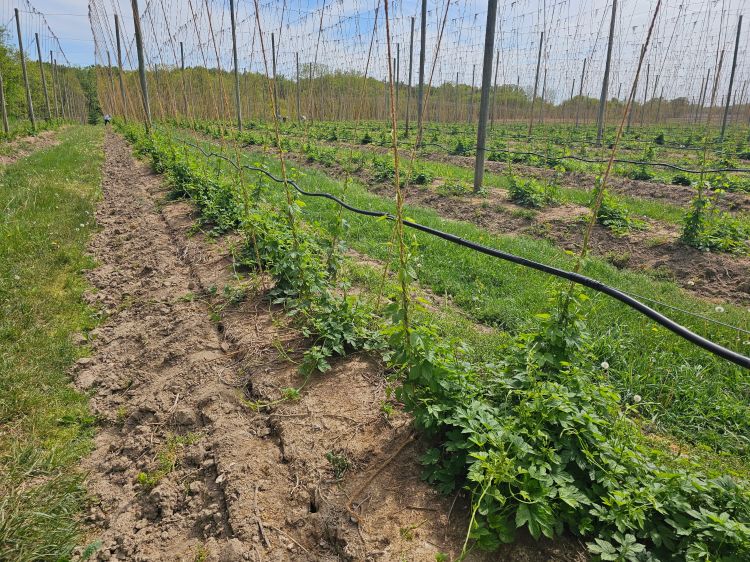 A hop farm.