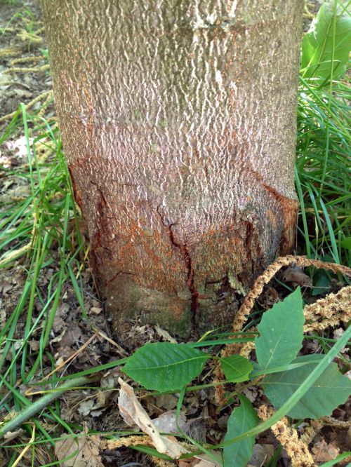 Photo 1. A chestnut blight canker at the base of European X Japanese hybrid cultivar ‘Colossal’ in a Michigan orchard. The canker symptom can appear anywhere on the tree, however cankers at the base of the trunk and in the crotches of the trees are common.
