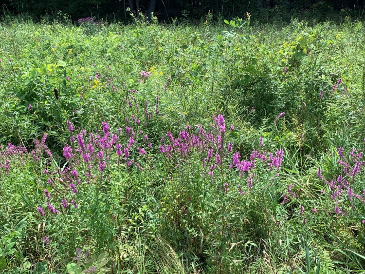 Purple loosestrife flowering along the side of the road.