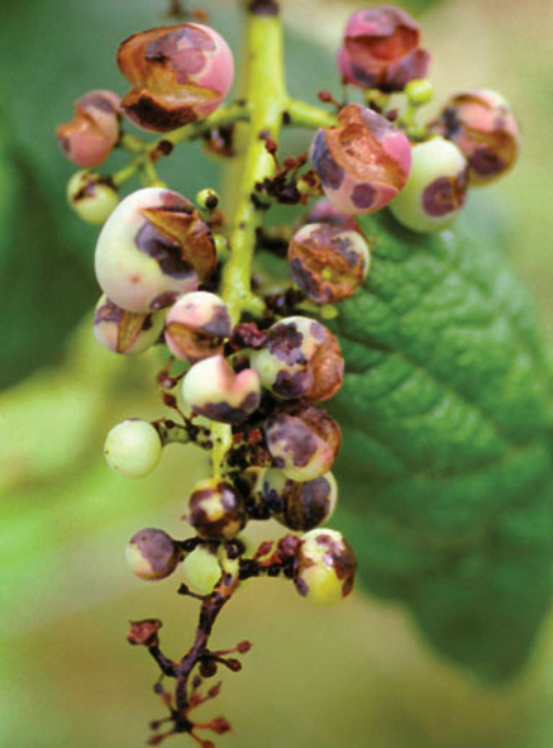 Bird’s eye spots on berries.