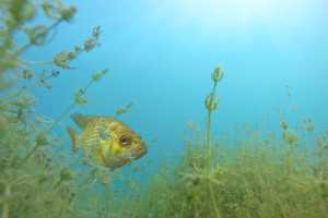 Why do we care about Chara? - Center for Lakes and Streams
