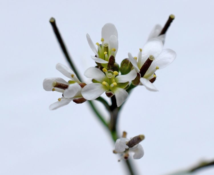 Flowers and seed pods of hairy bittercress