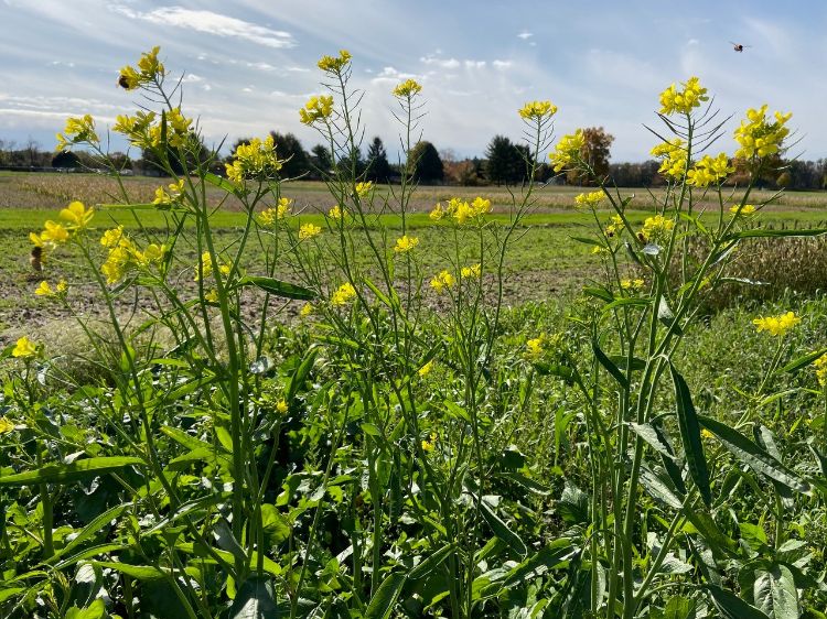 Pollinators visiting cover crops