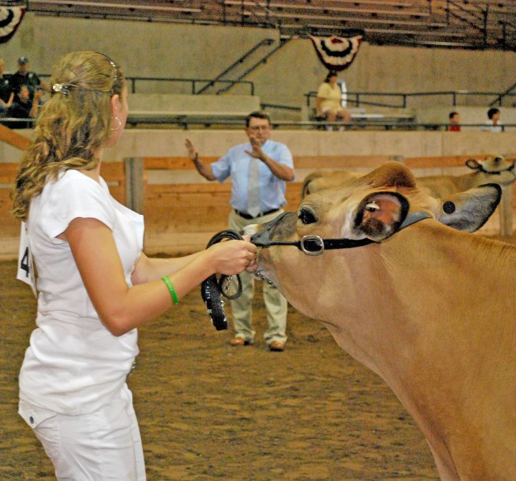 Always keep an eye on the judge during showmanship class. Photo by MSU.