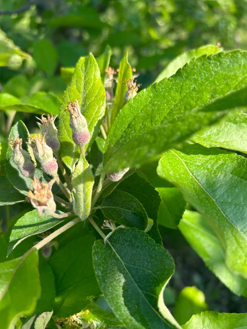 Gala apple fruitlets.